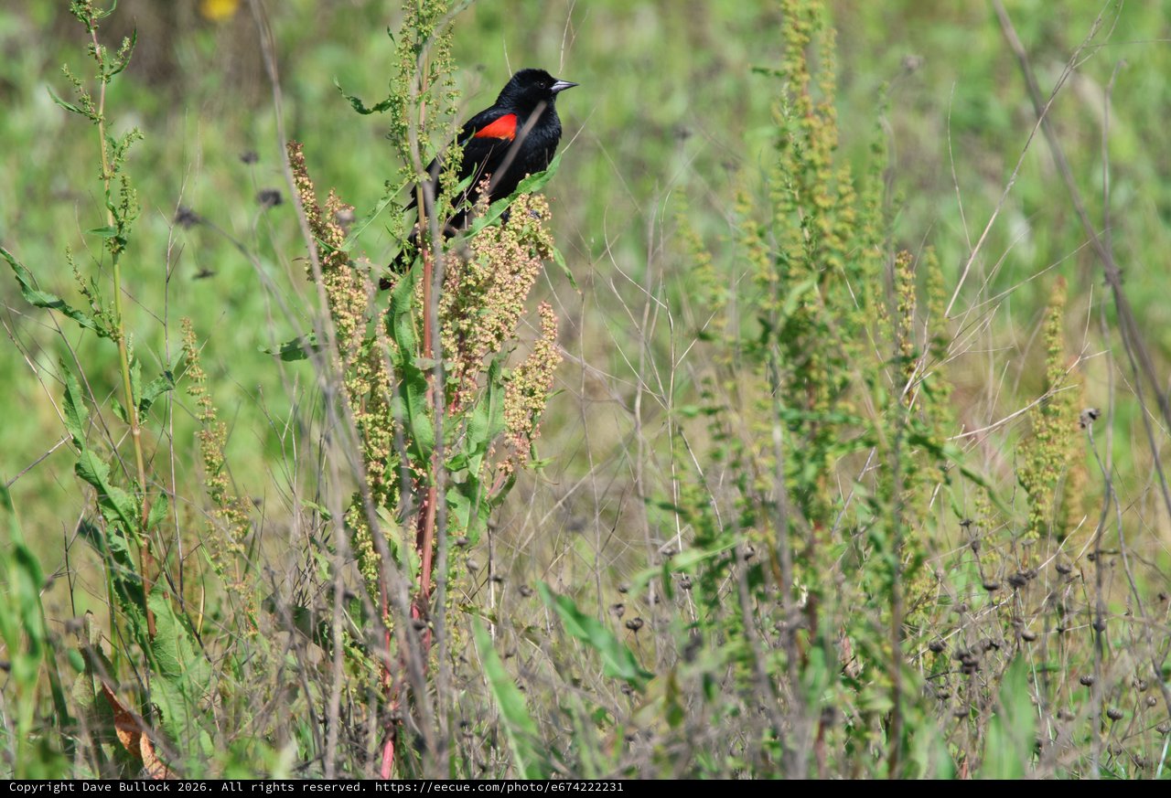 Red-winged Blackbird Perched in Wetland Grasses