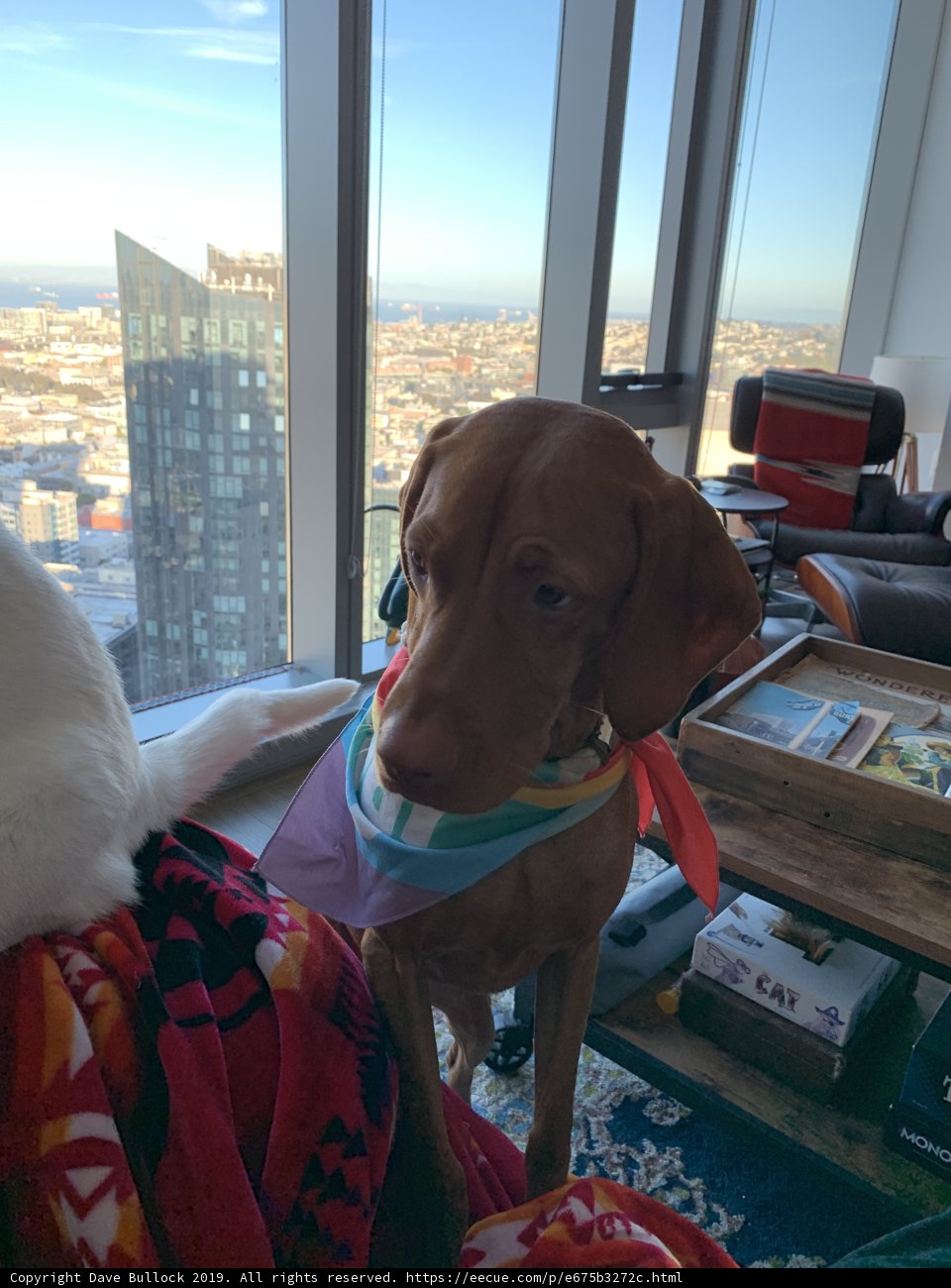Paws-itively Stylish: A Hound in a Bandana