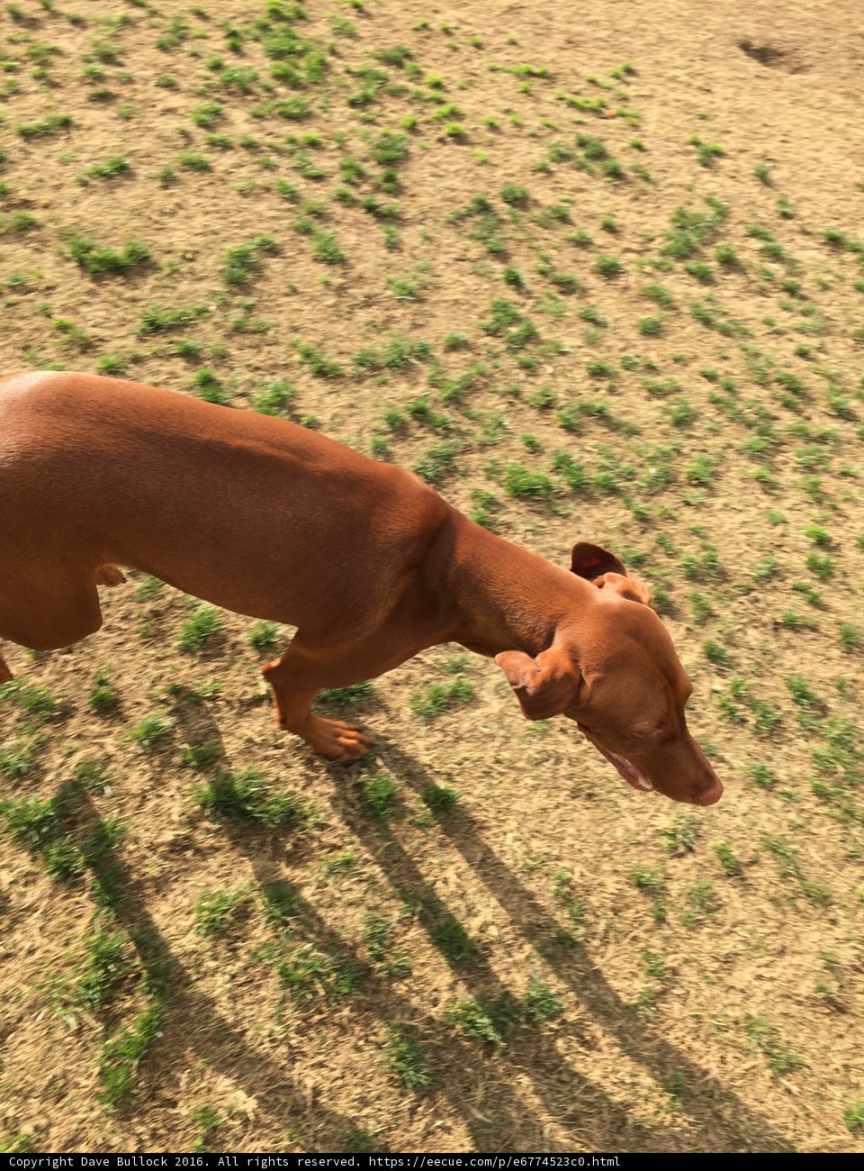 Running through the Grass