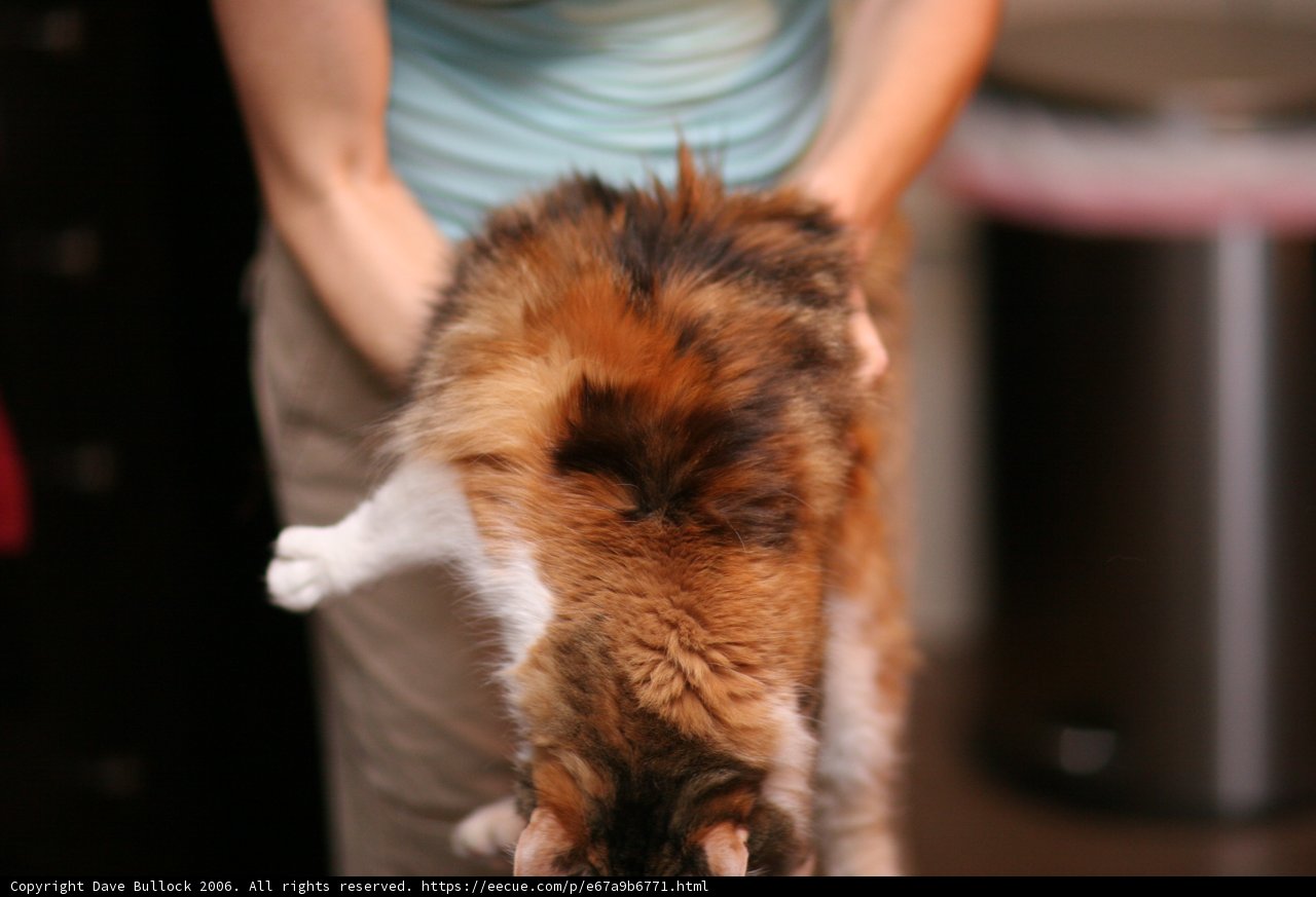 A Woman and Her Furry Friend