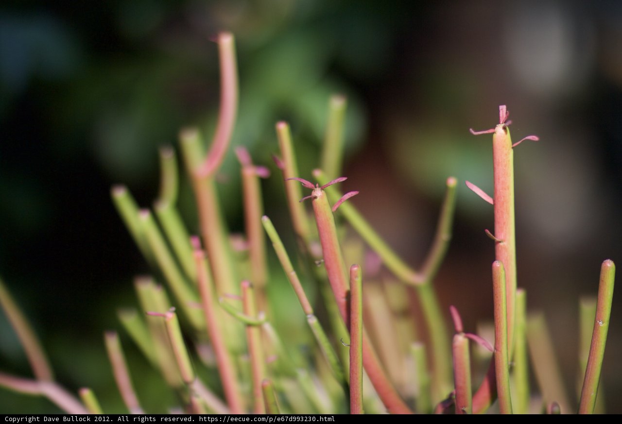 A Close Up of a Vibrant Green Plant