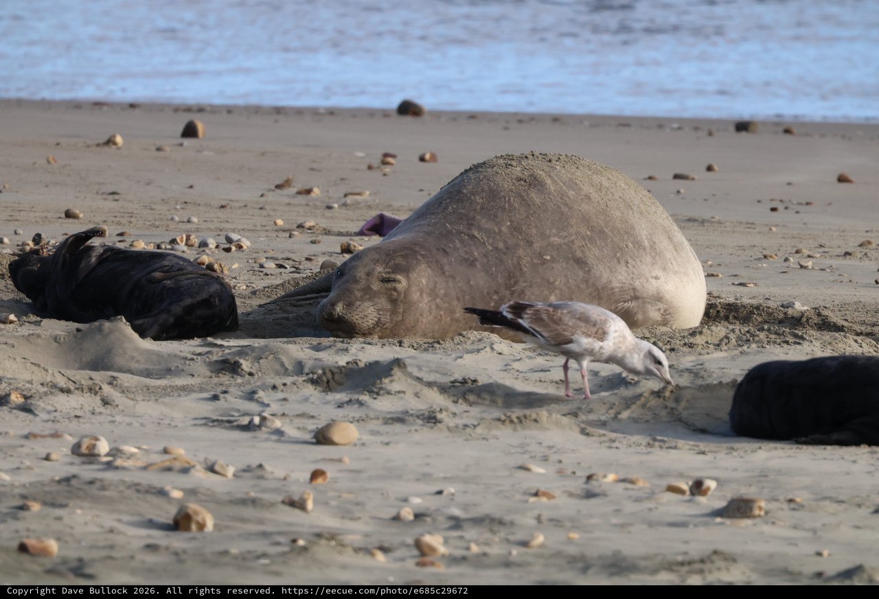 Elephant Seal and Seagull Resting on Sandy Beach