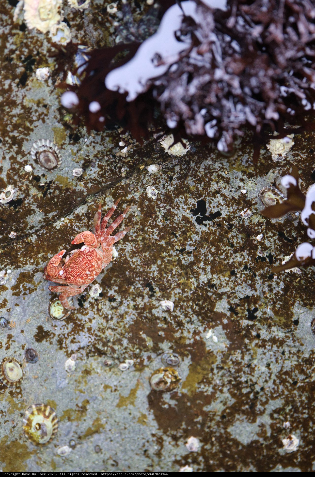 Crimson Crab Navigates Rocky Intertidal Zone