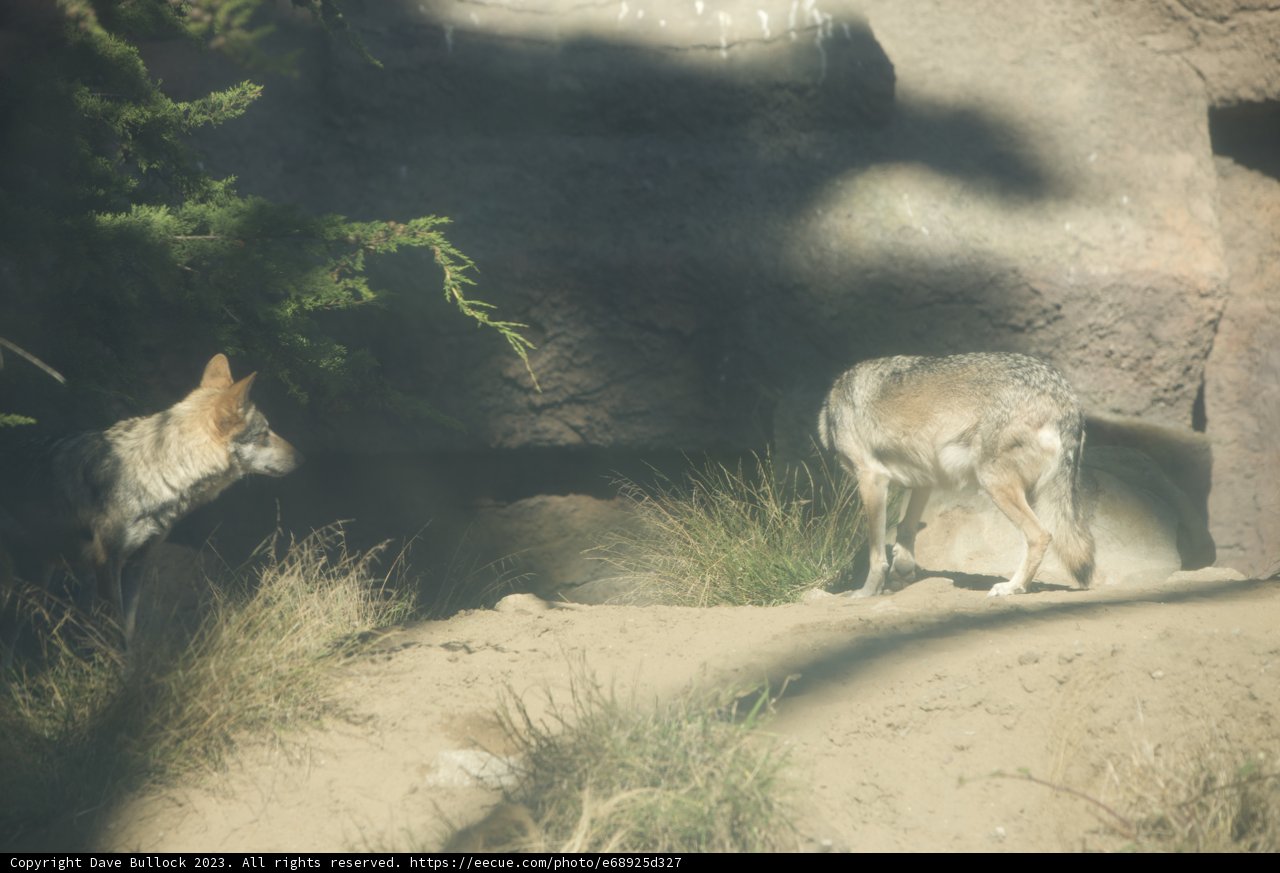 Captivating Canines at the SF Zoo