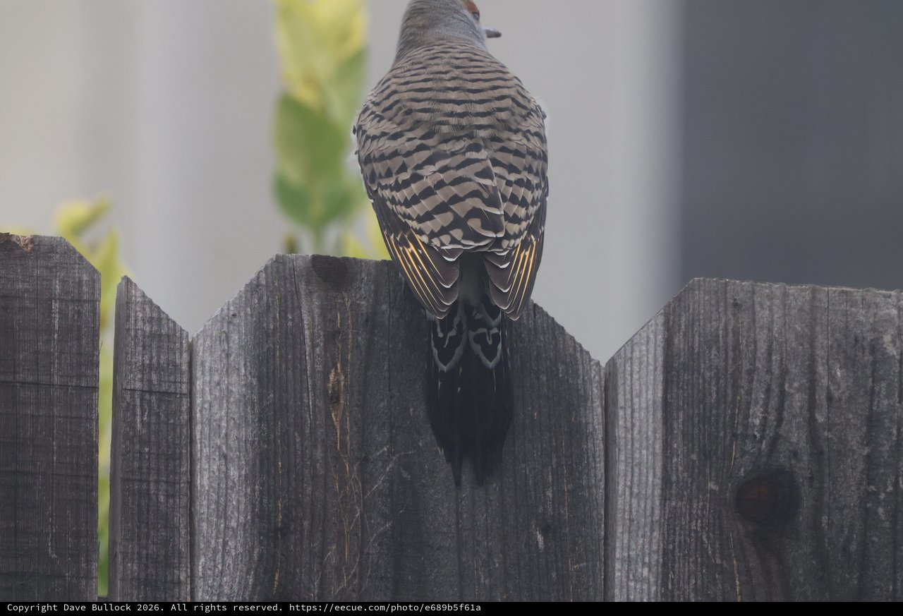 Barred-Back Dove Perched on Weathered Wooden Fence