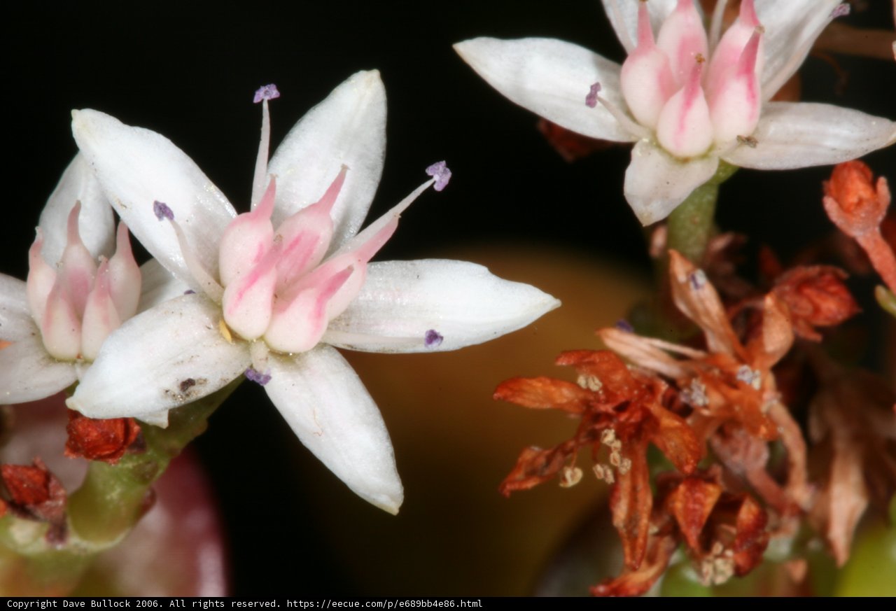 Beauty in Bloom
