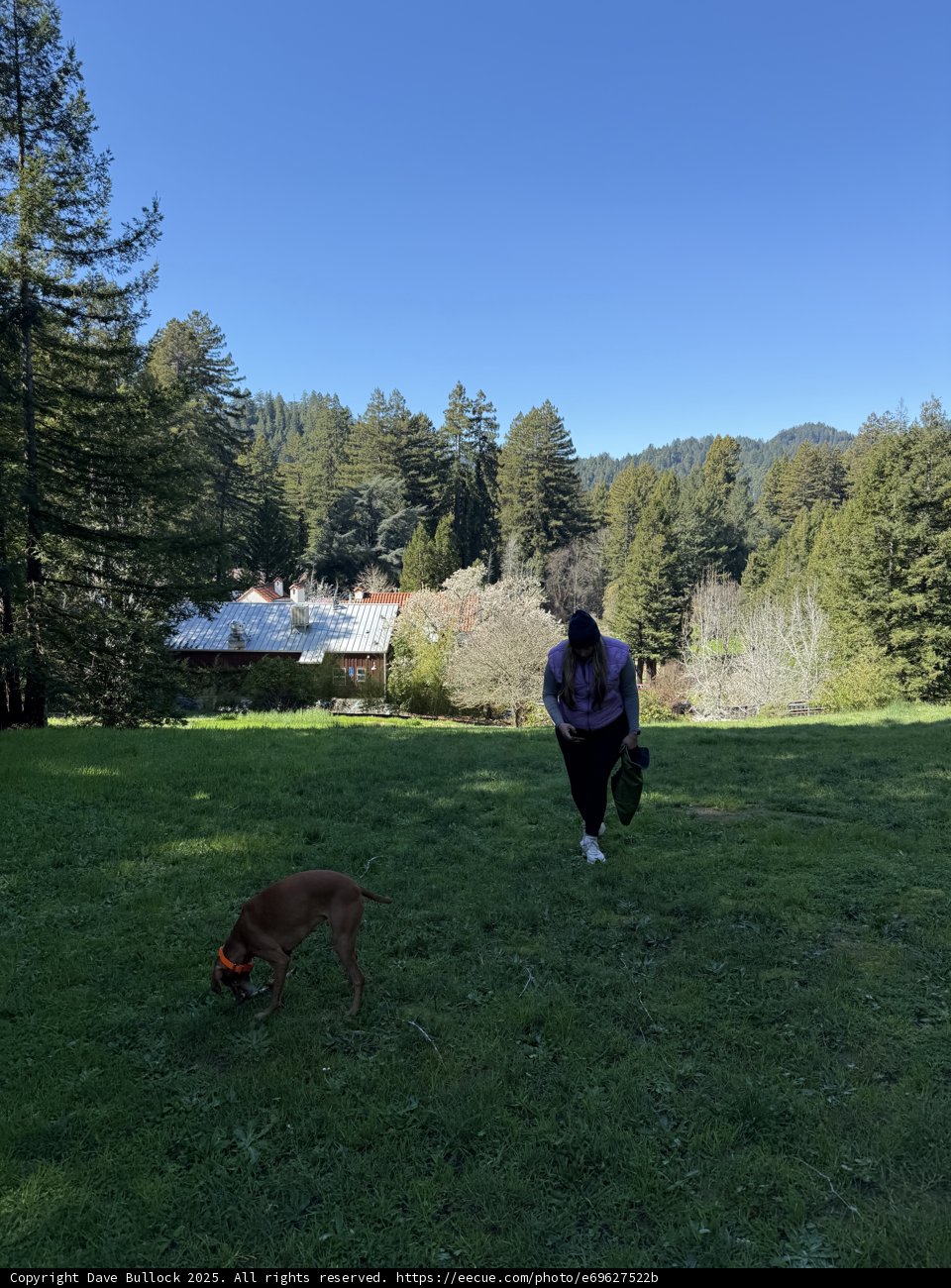 Tranquil Morning Stroll in Guerneville