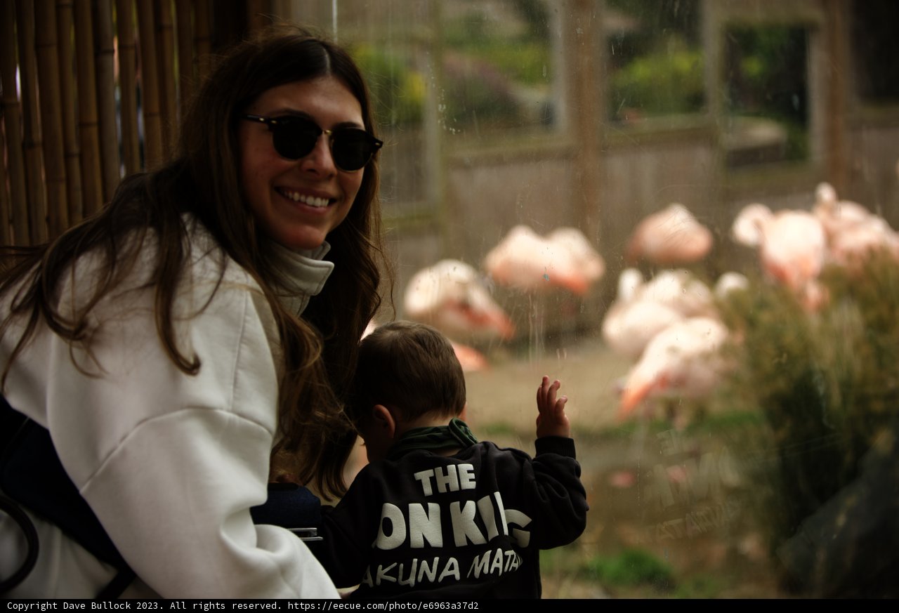 Flamingo Encounter: A Day at the San Francisco Zoo