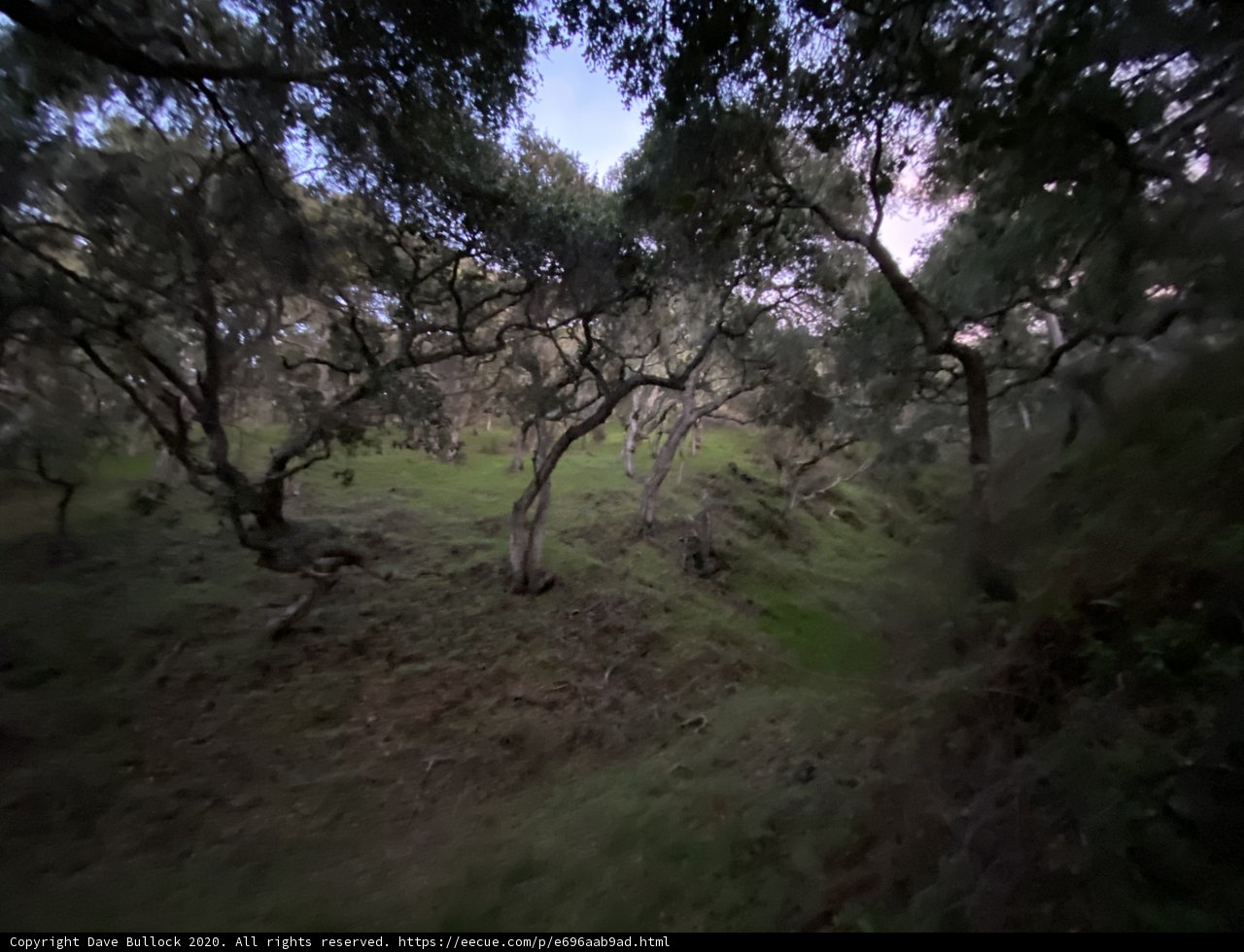 A Serene View of the Trees in the Wilderness