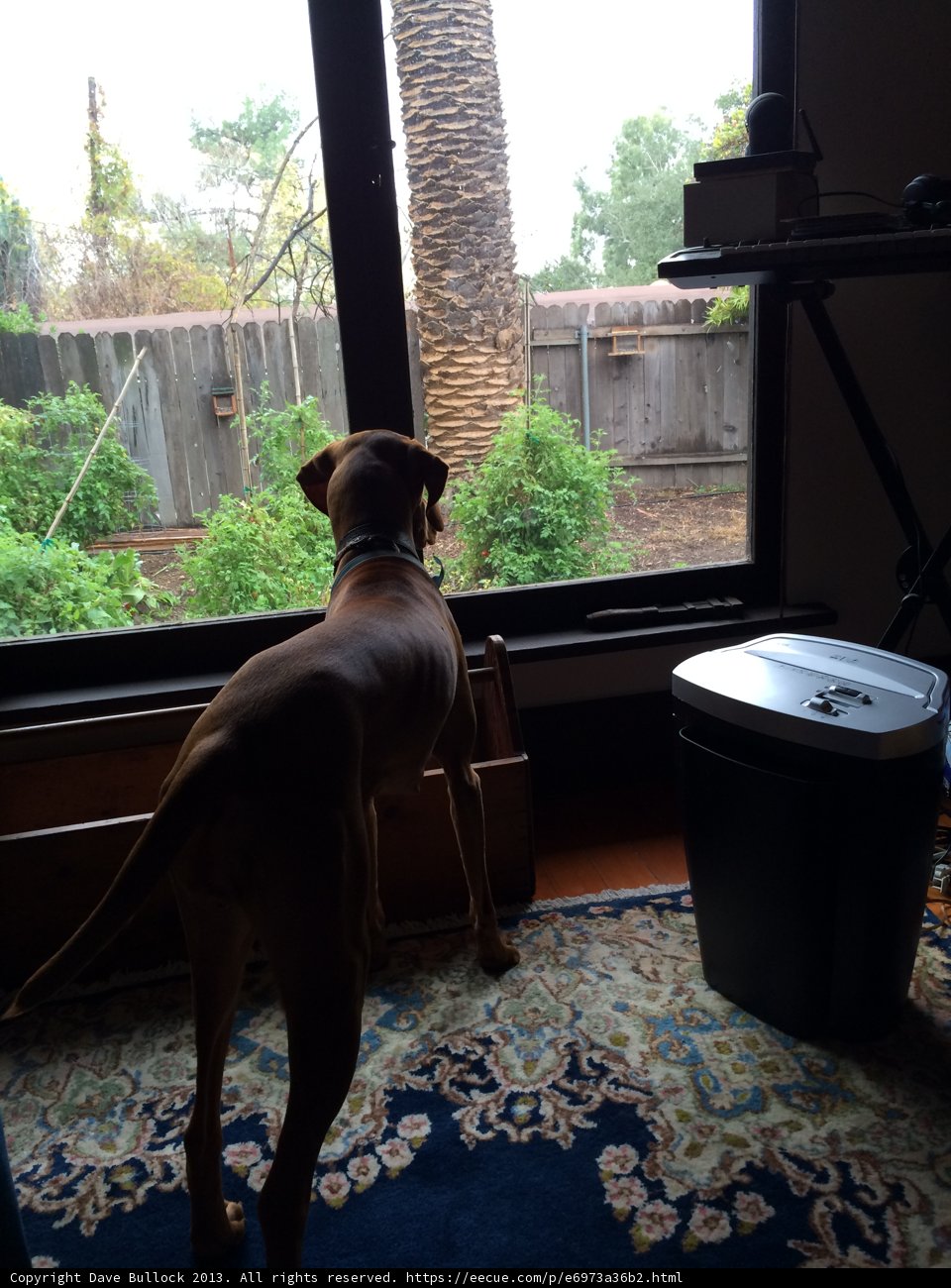 Canine Curiosity