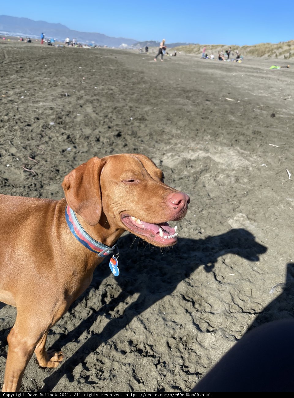 Sandy Paws
