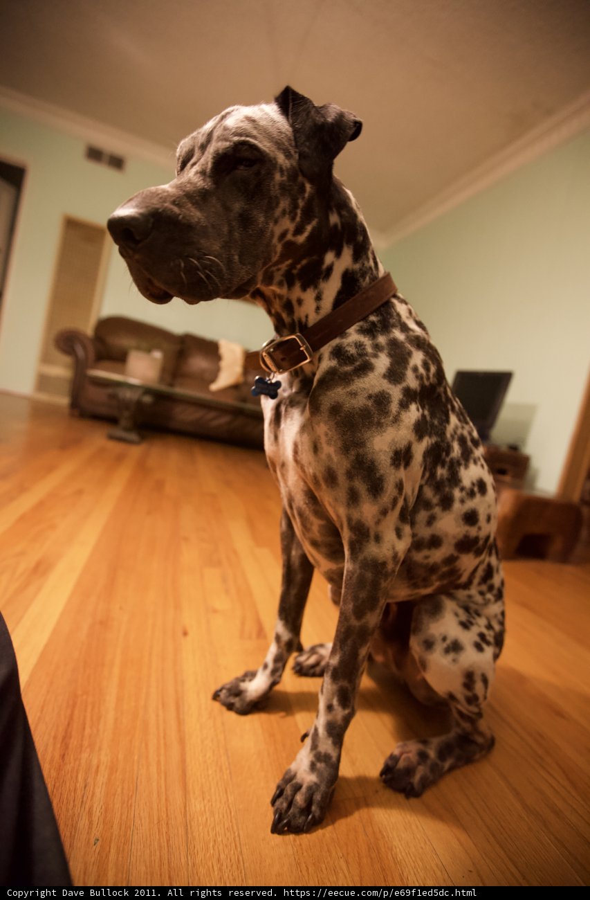Hardwood Hound