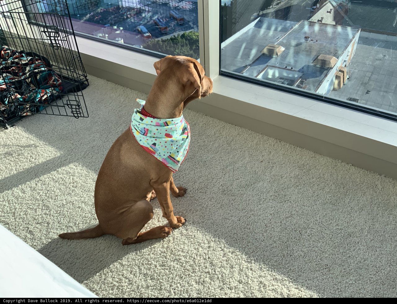 Pensive Pup