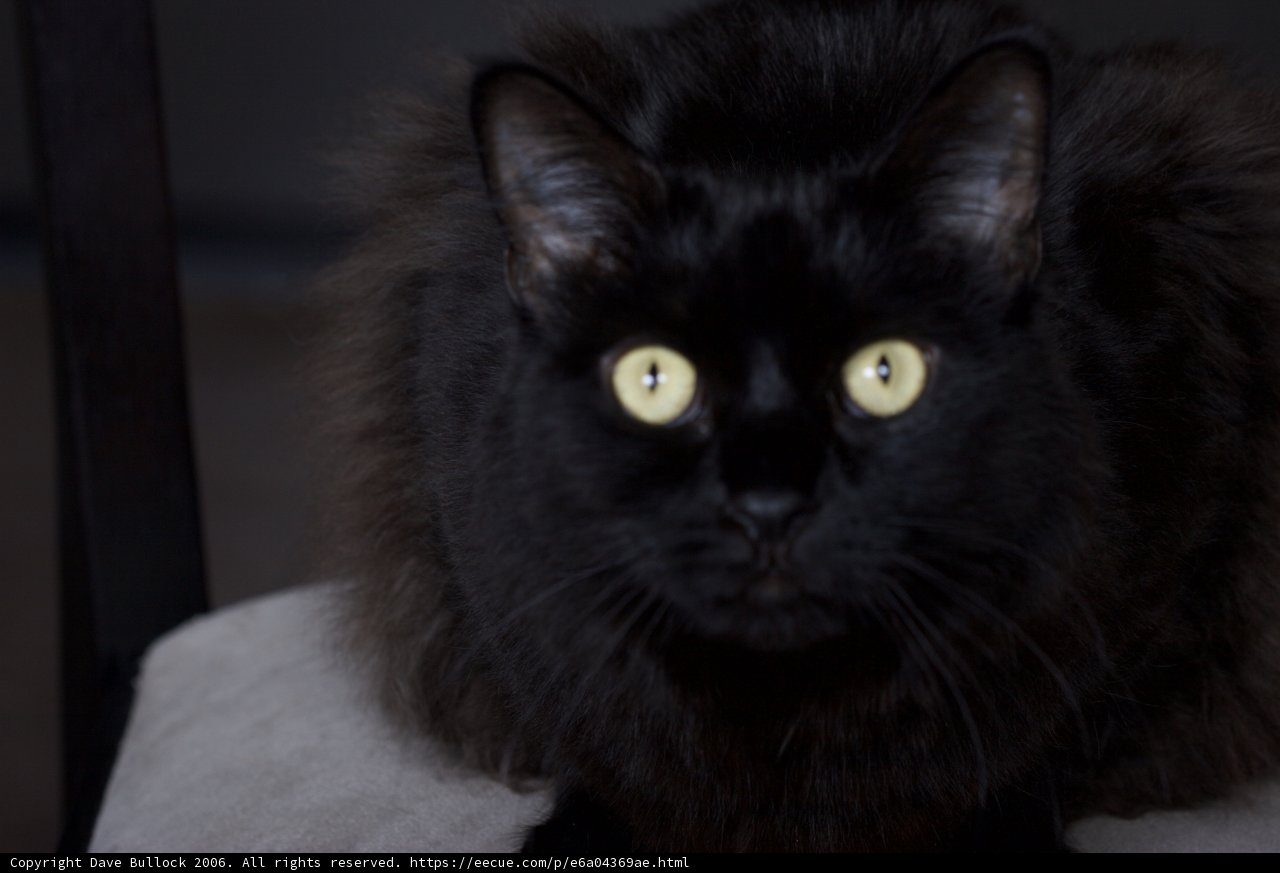 The Elegant Black Cat
