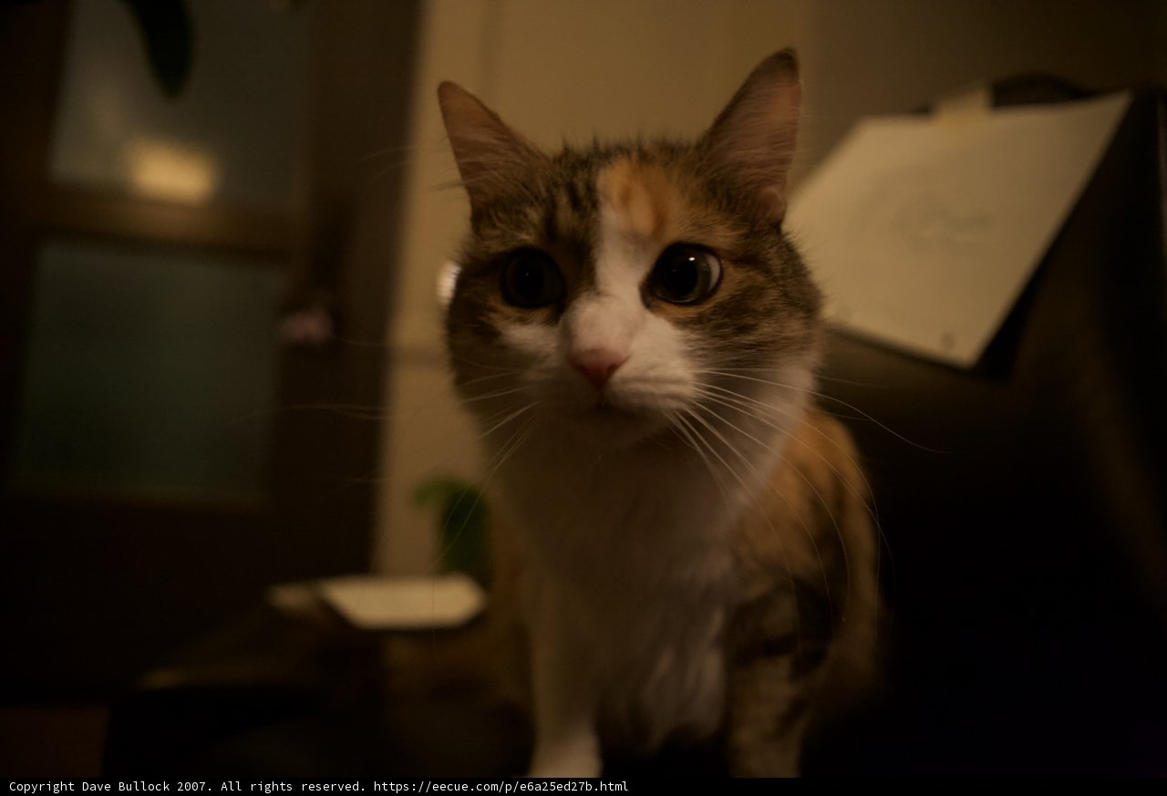 Feline Focus