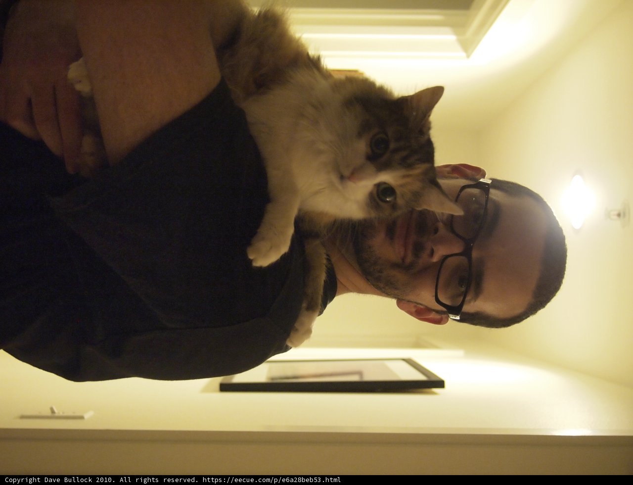 Dave and the Abyssinian Cat