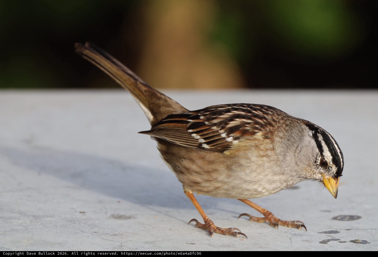 White-Crowned Sparrow Foraging on White Surface