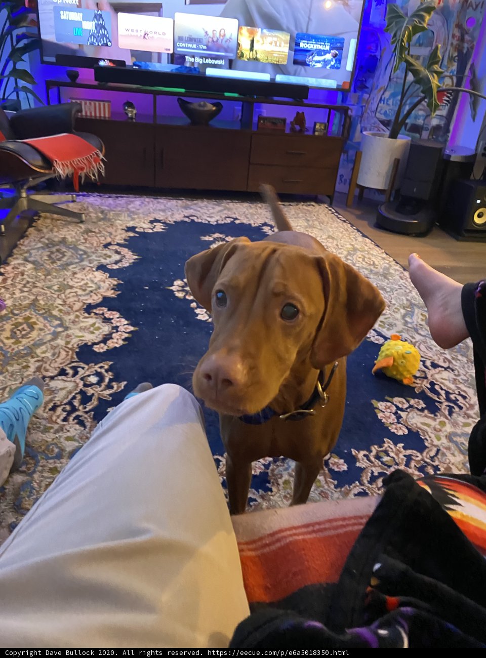 Man's Best Couch Companion