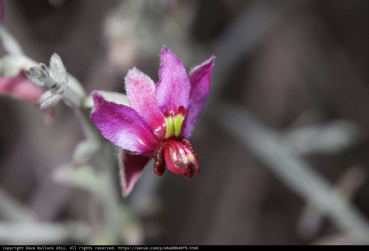 Pink Geranium Flower