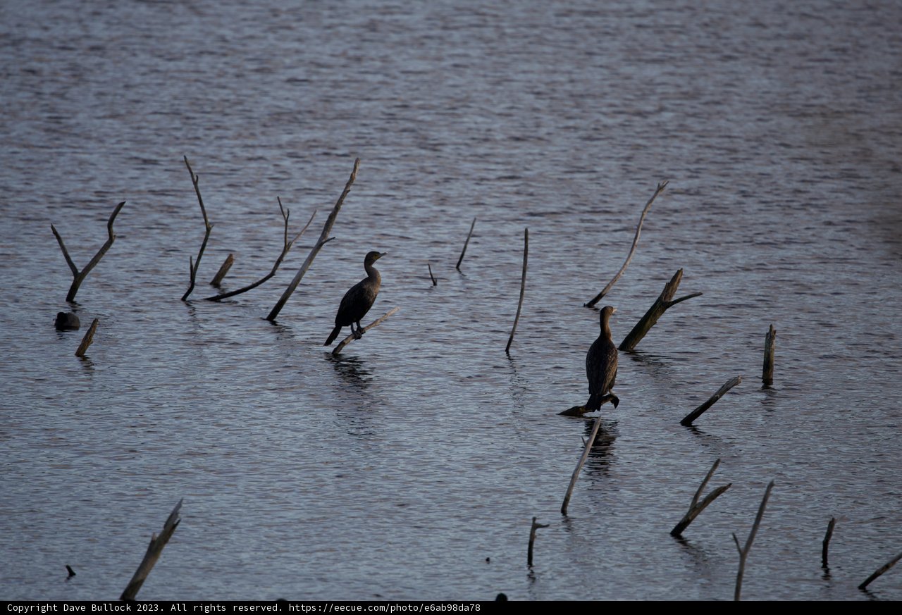 Resilience Reflected: Birds at Lake Merced