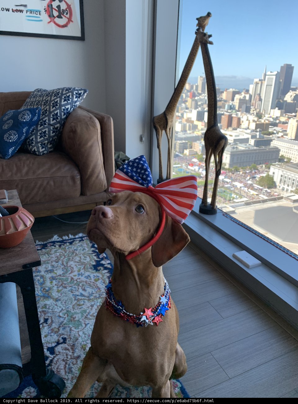 Patriotic Pooch
