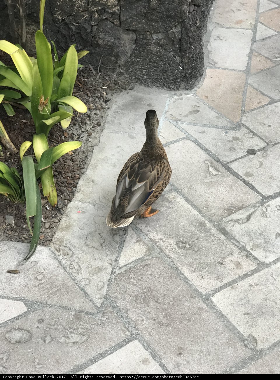 The Duck's Stroll