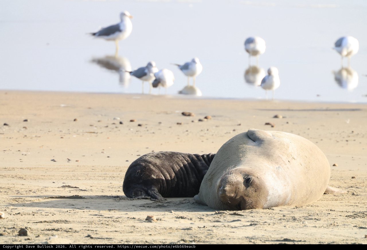 Elephant Seal Mother and Pup Resting on Beach