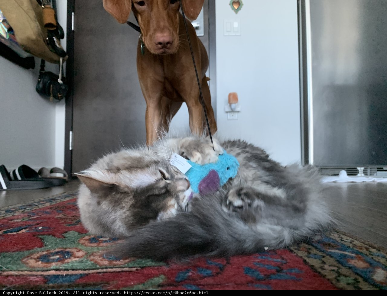 Furry Friends at Play