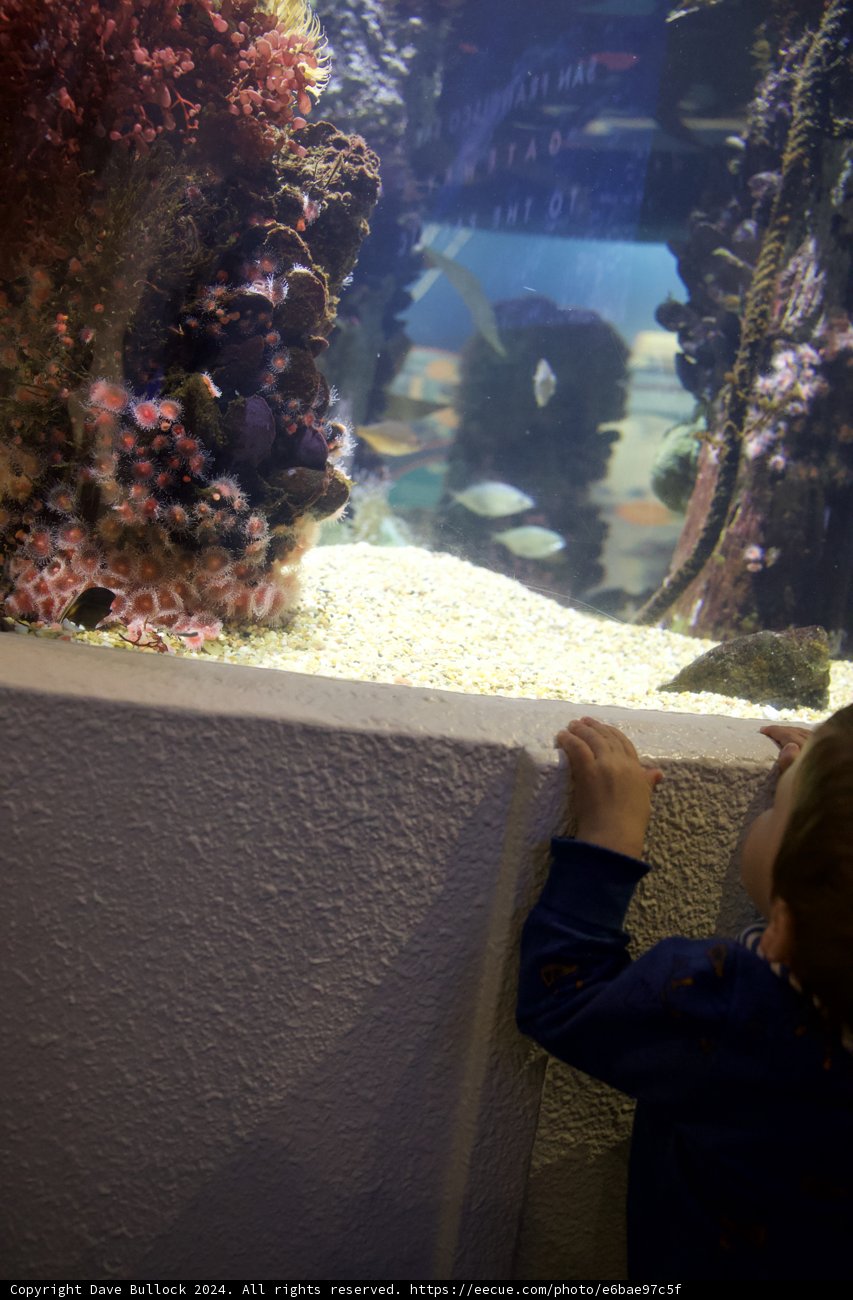 A Wonder-Filled Encounter: Young Boy Meets the Underwater World