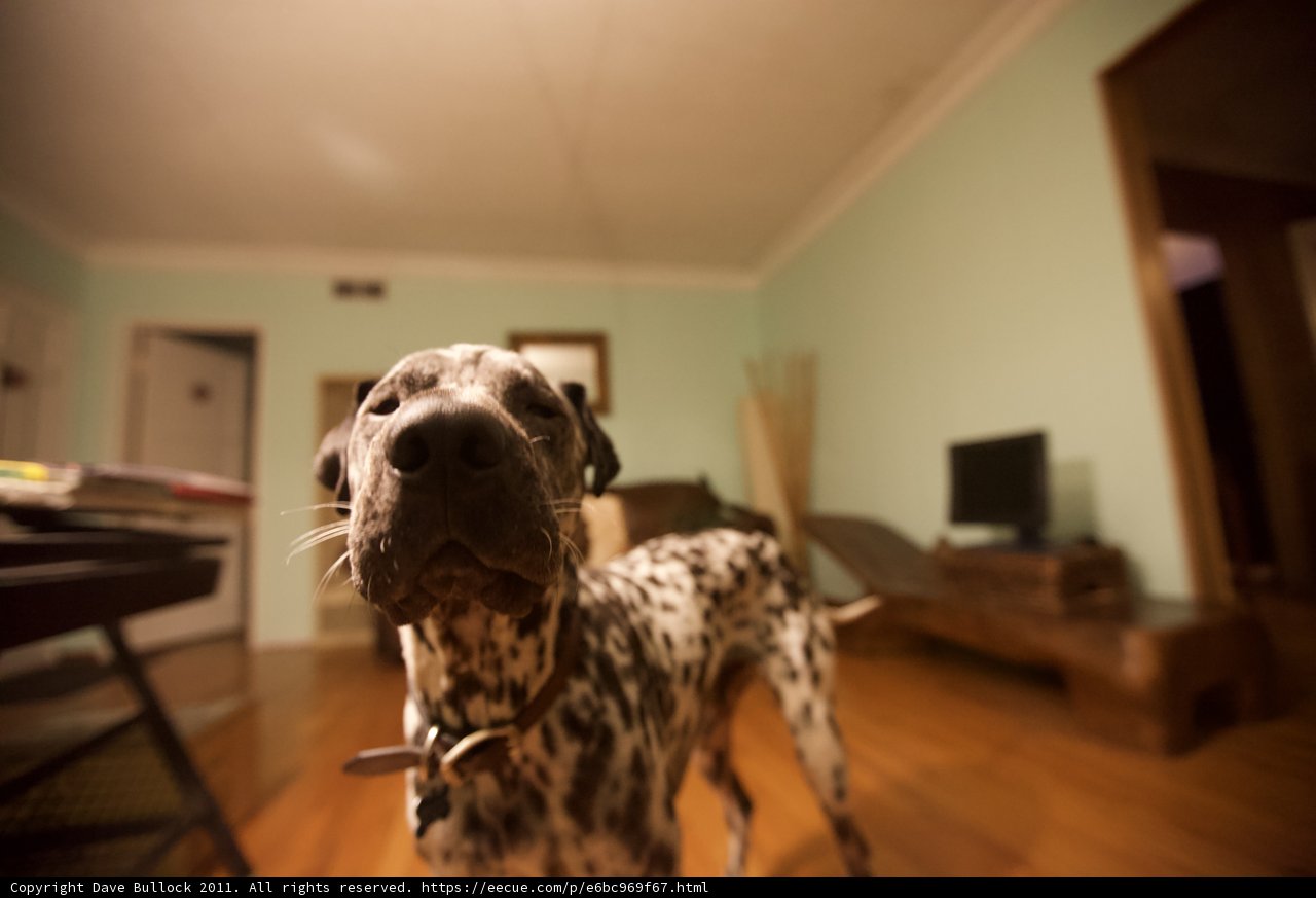 Dalmatian's Gaze