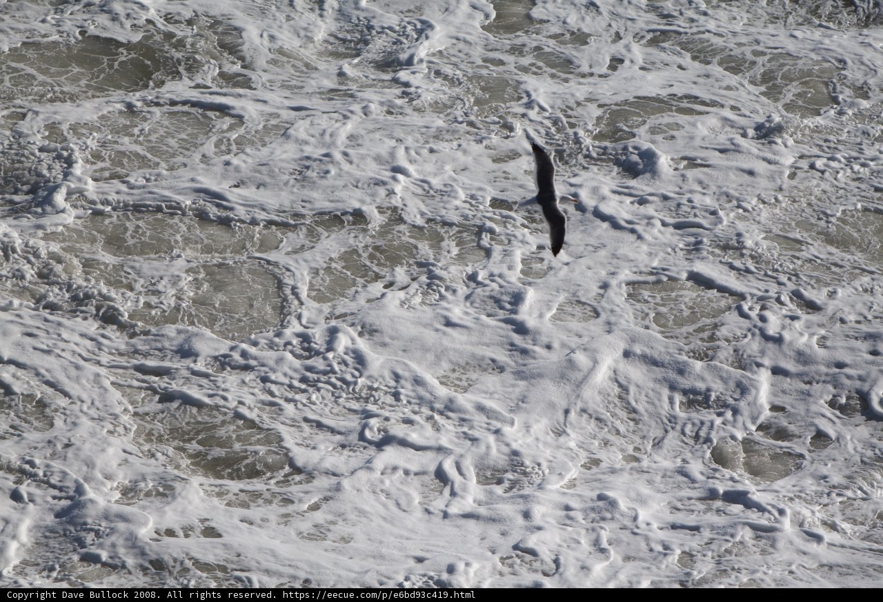 Soaring over the Sea Waves