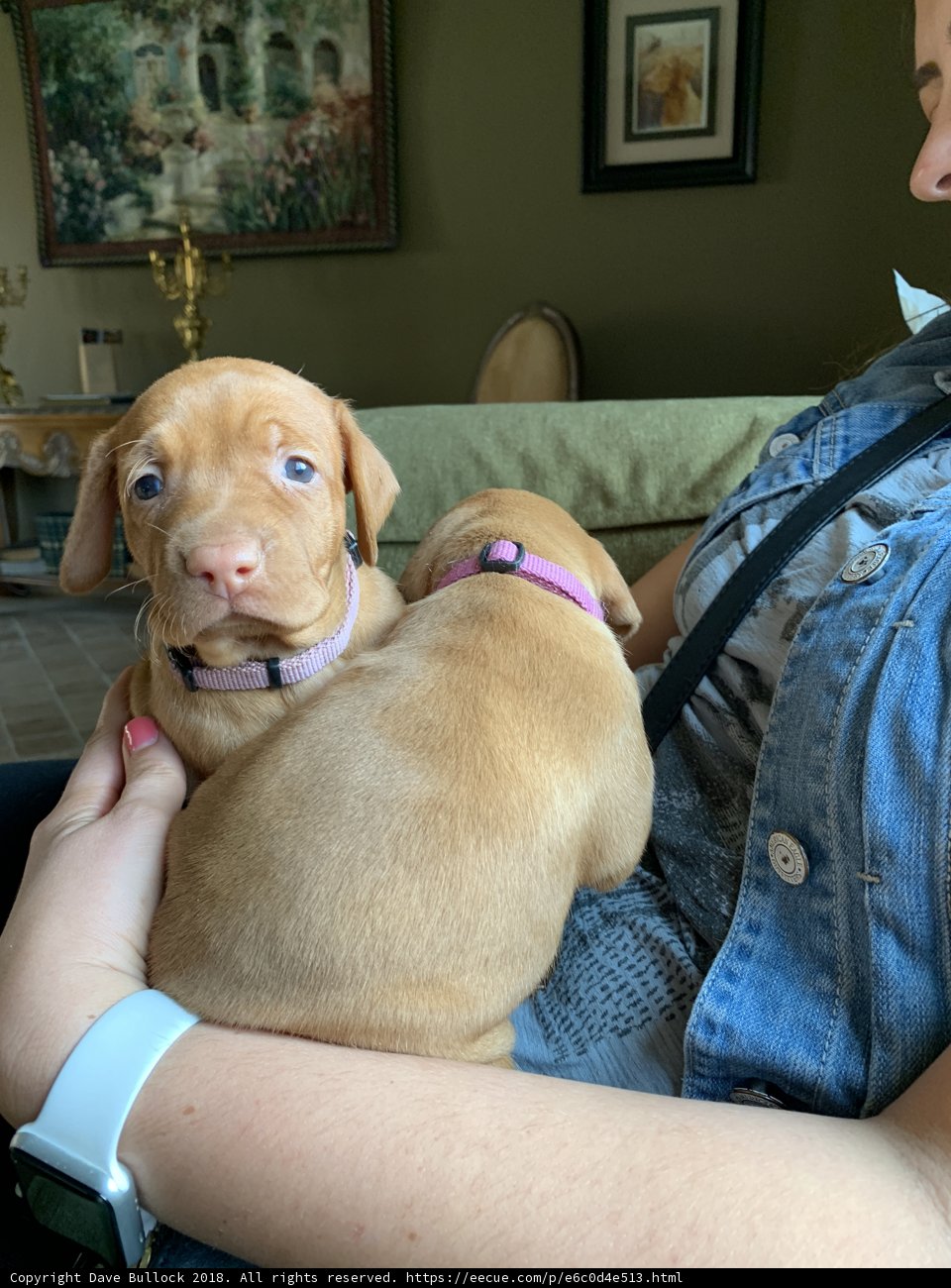 Puppies and Cuddles