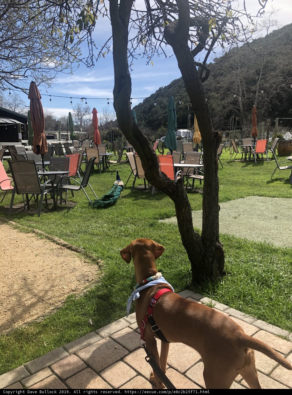 A Canine's Resting Spot