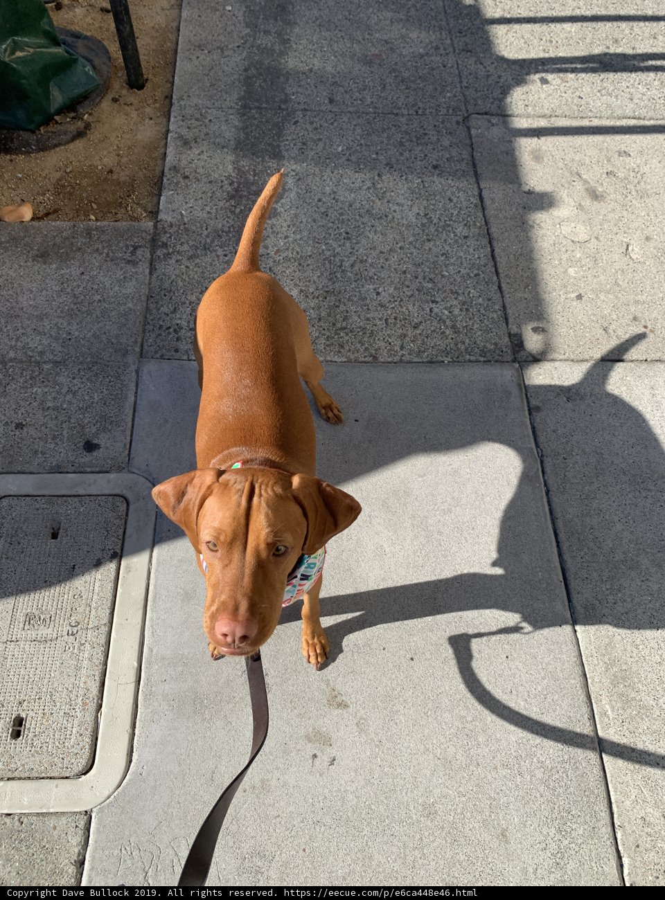 Vizsla Takes a Stroll in San Francisco