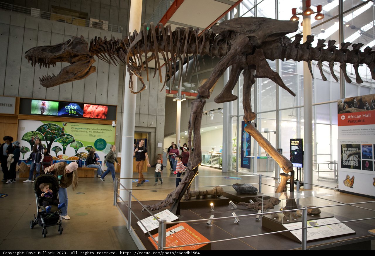 Journey to the Prehistoric Era at the Academy of Sciences