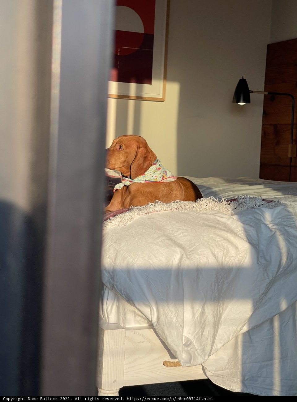 Lazy Days with a Canine Companion