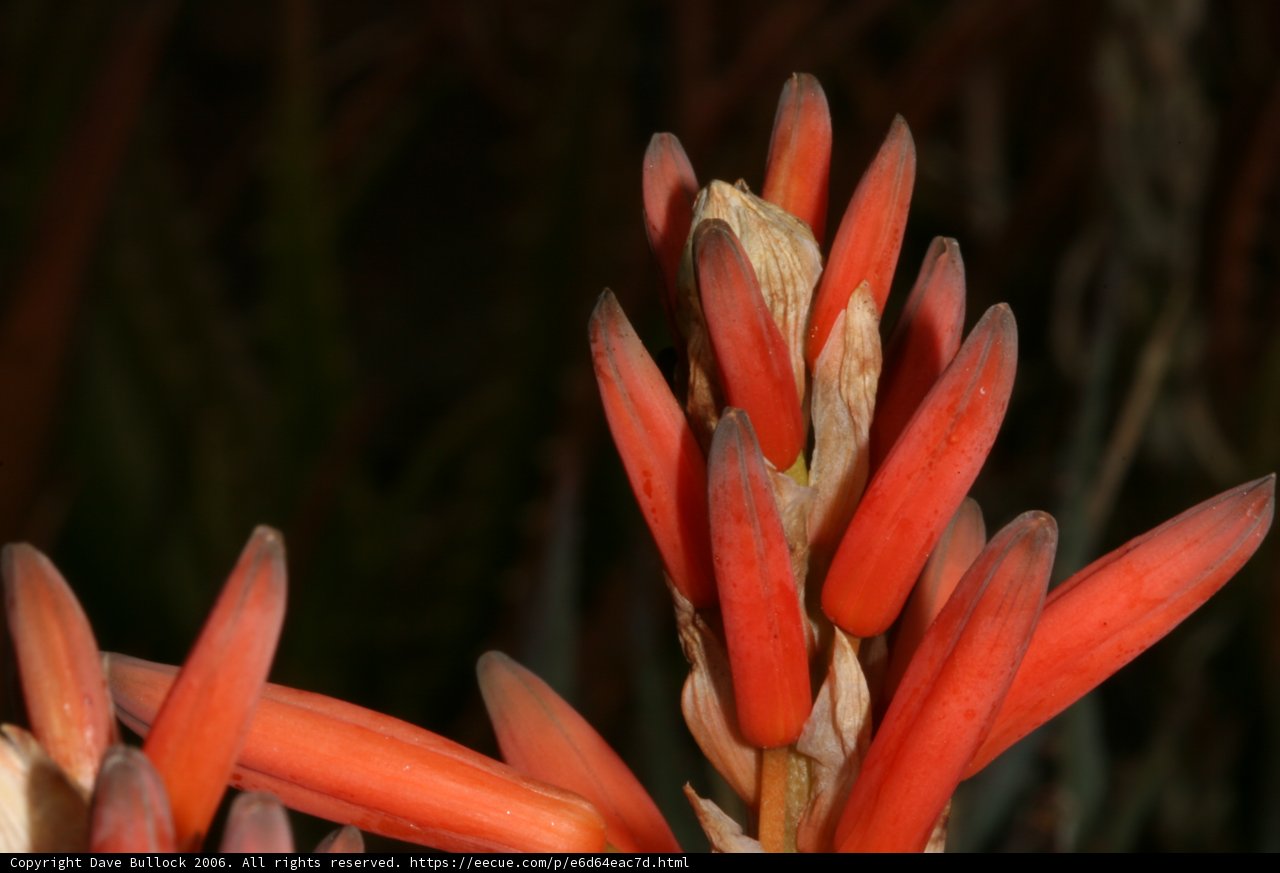 Acanthaceae Beauty