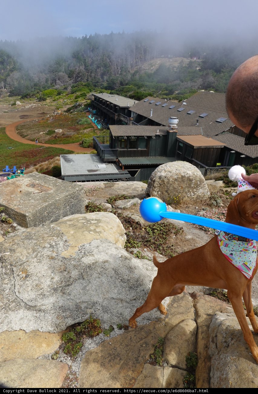 Man's Best Friend on a Scenic Rock