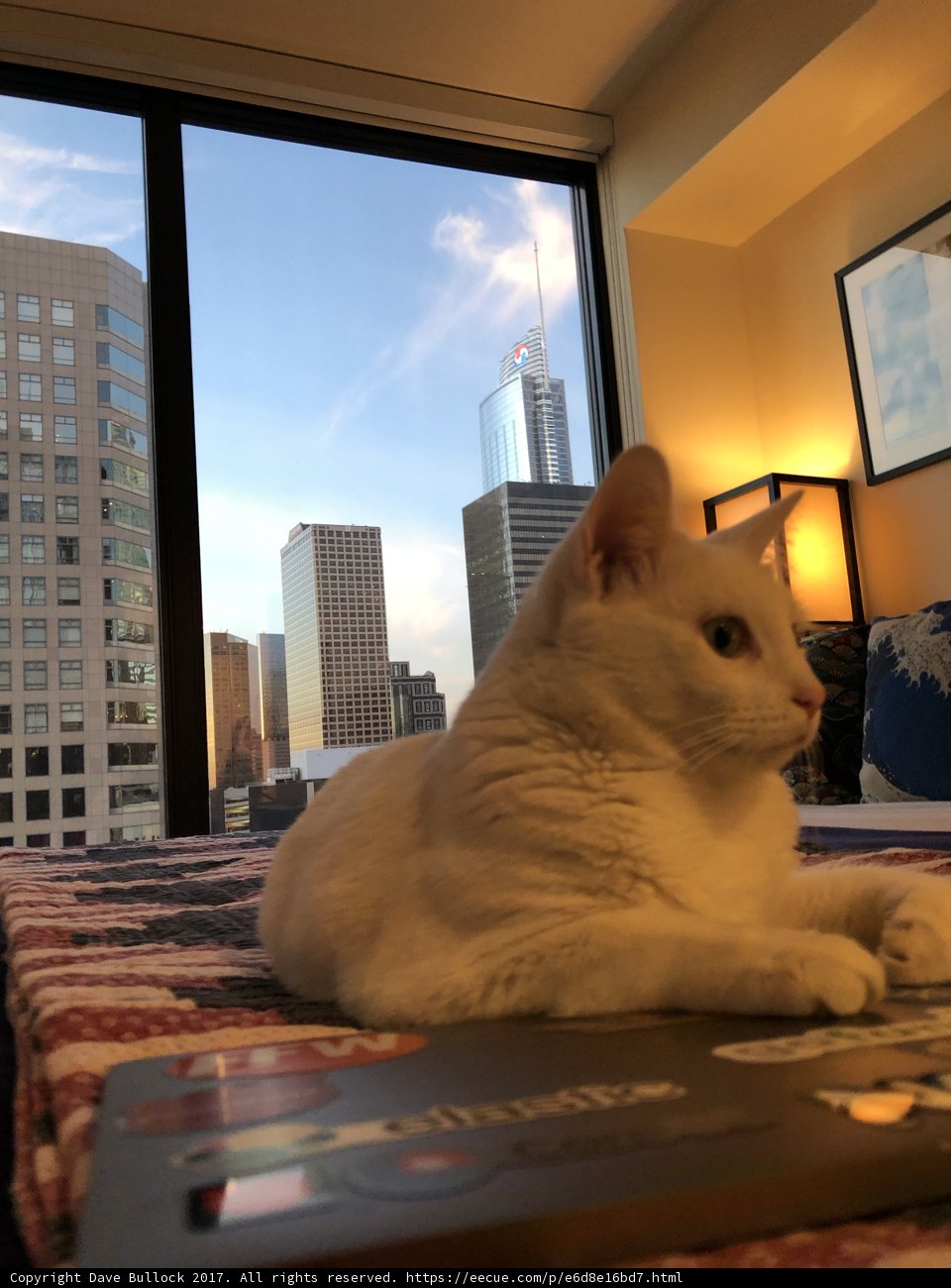 Urban Feline in Comfort