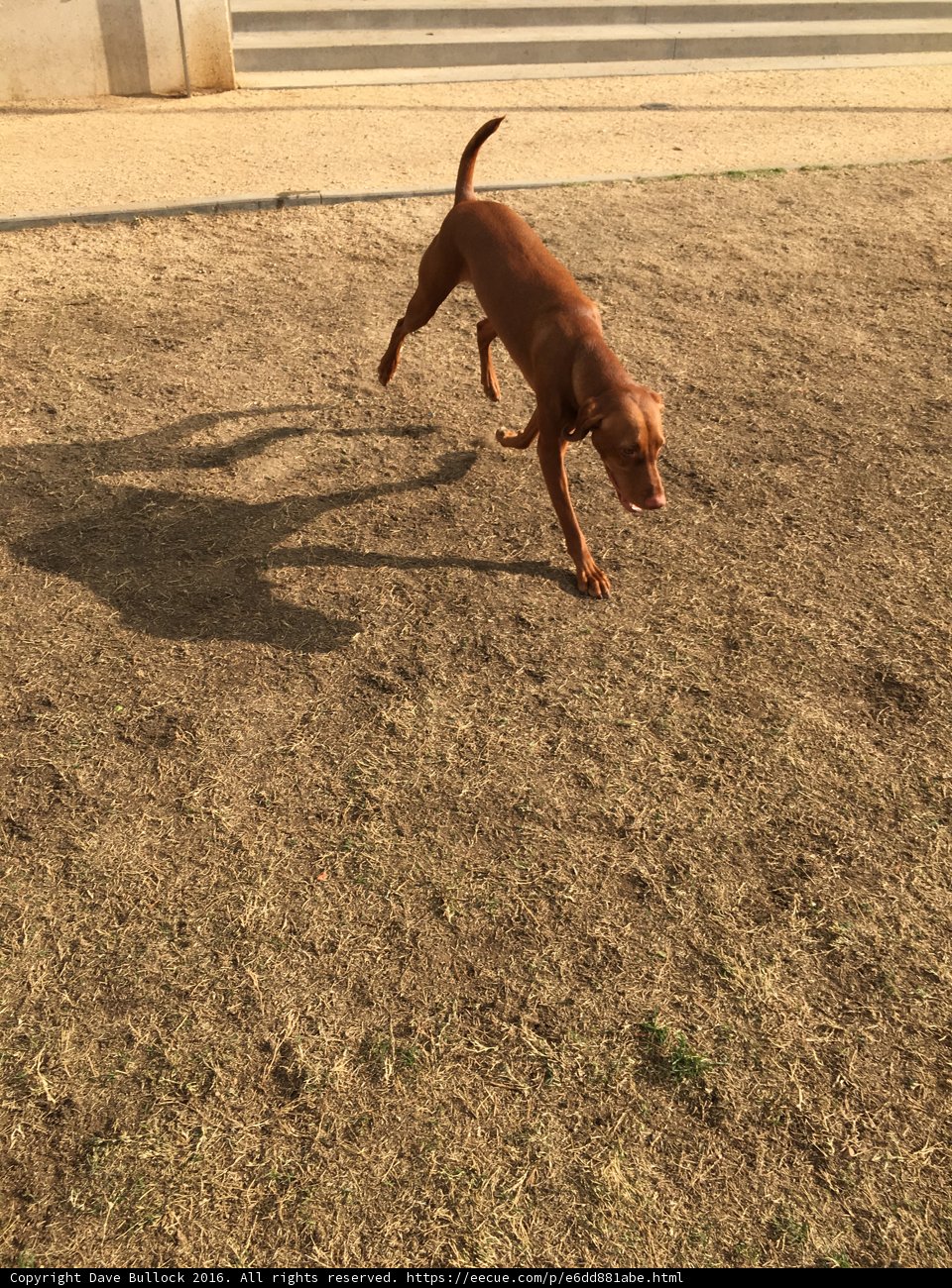 Playtime in the Field