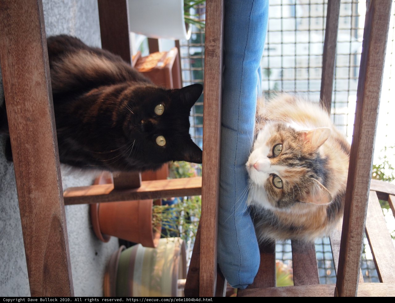 Two Cats Enjoying a Wooden Bench