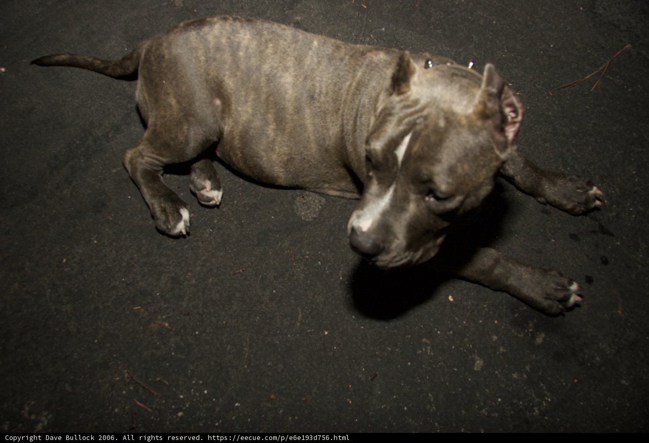 Peaceful Pitbull