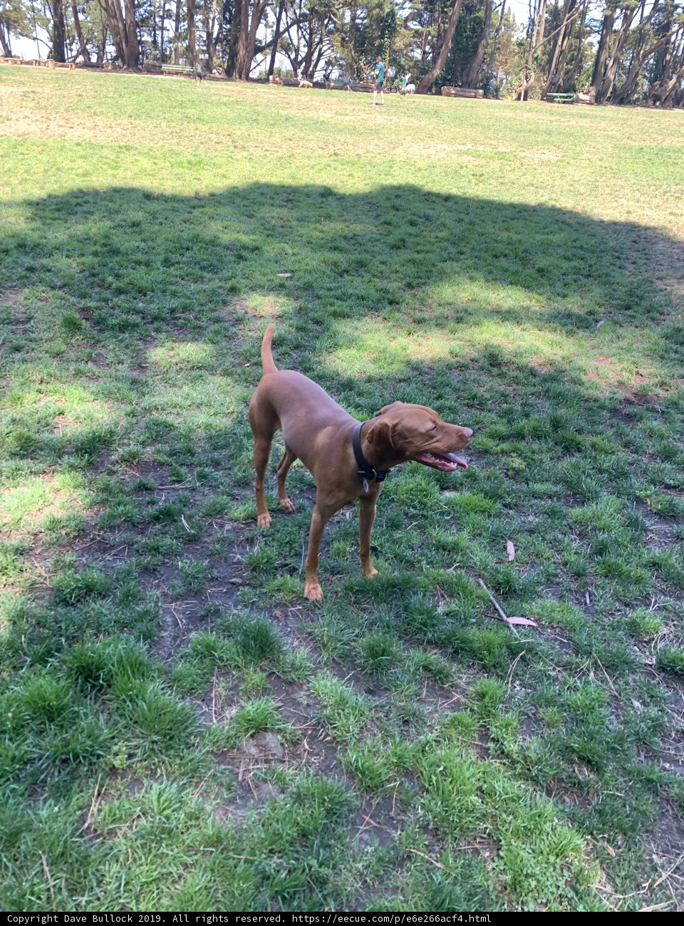Brown Canine in a Lush Field