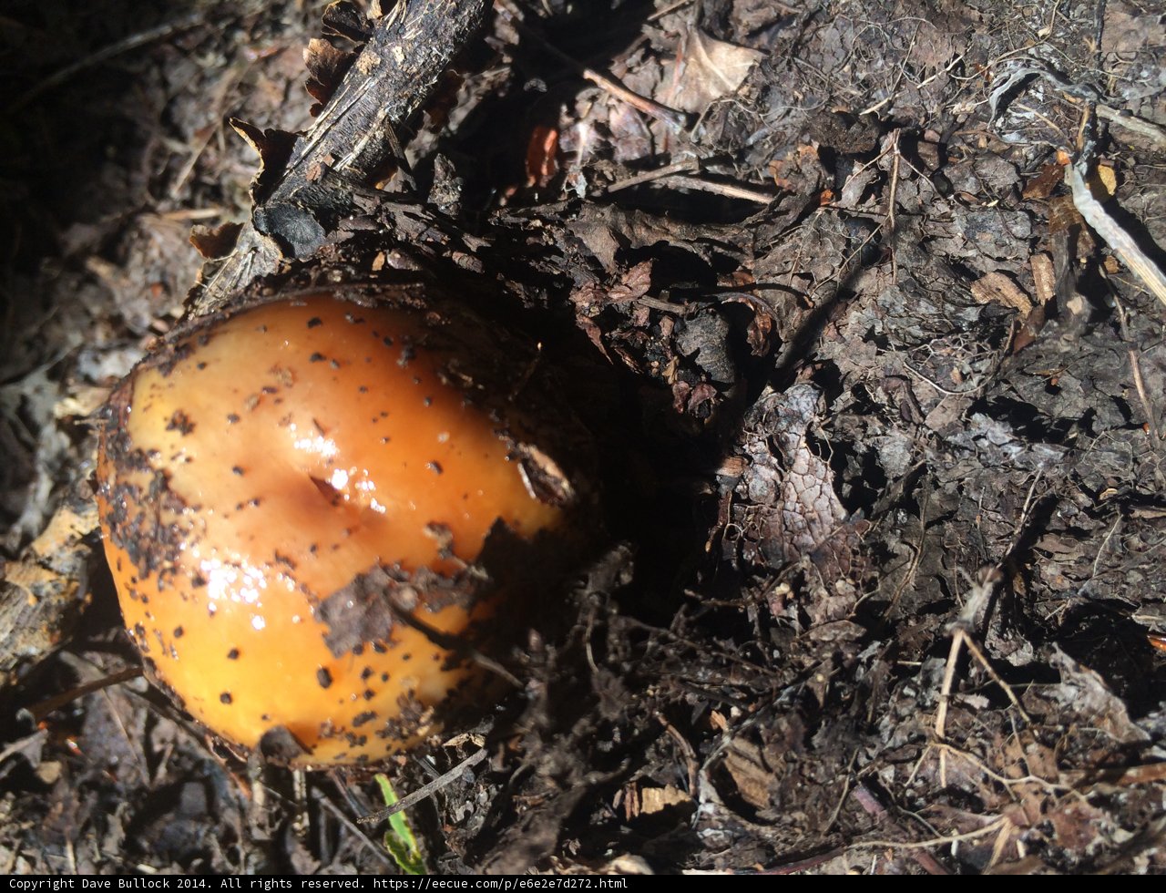 Hidden Treasure in the Soil