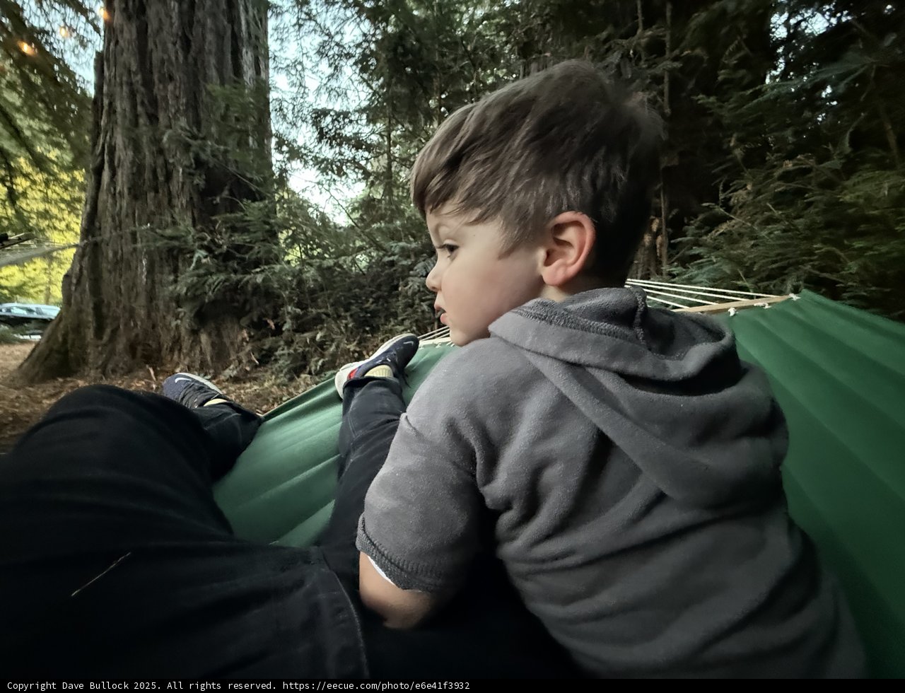 Tranquil Moments in the Forest