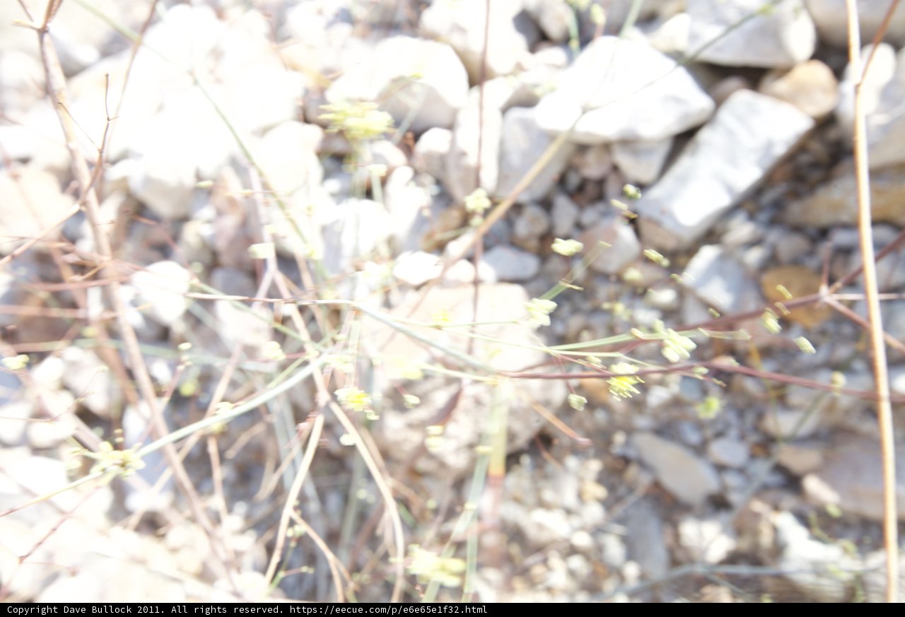 Blooming in the Rubble