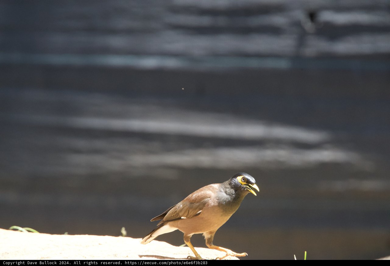 A Glimpse of Grace - The Common Myna in Natural Light