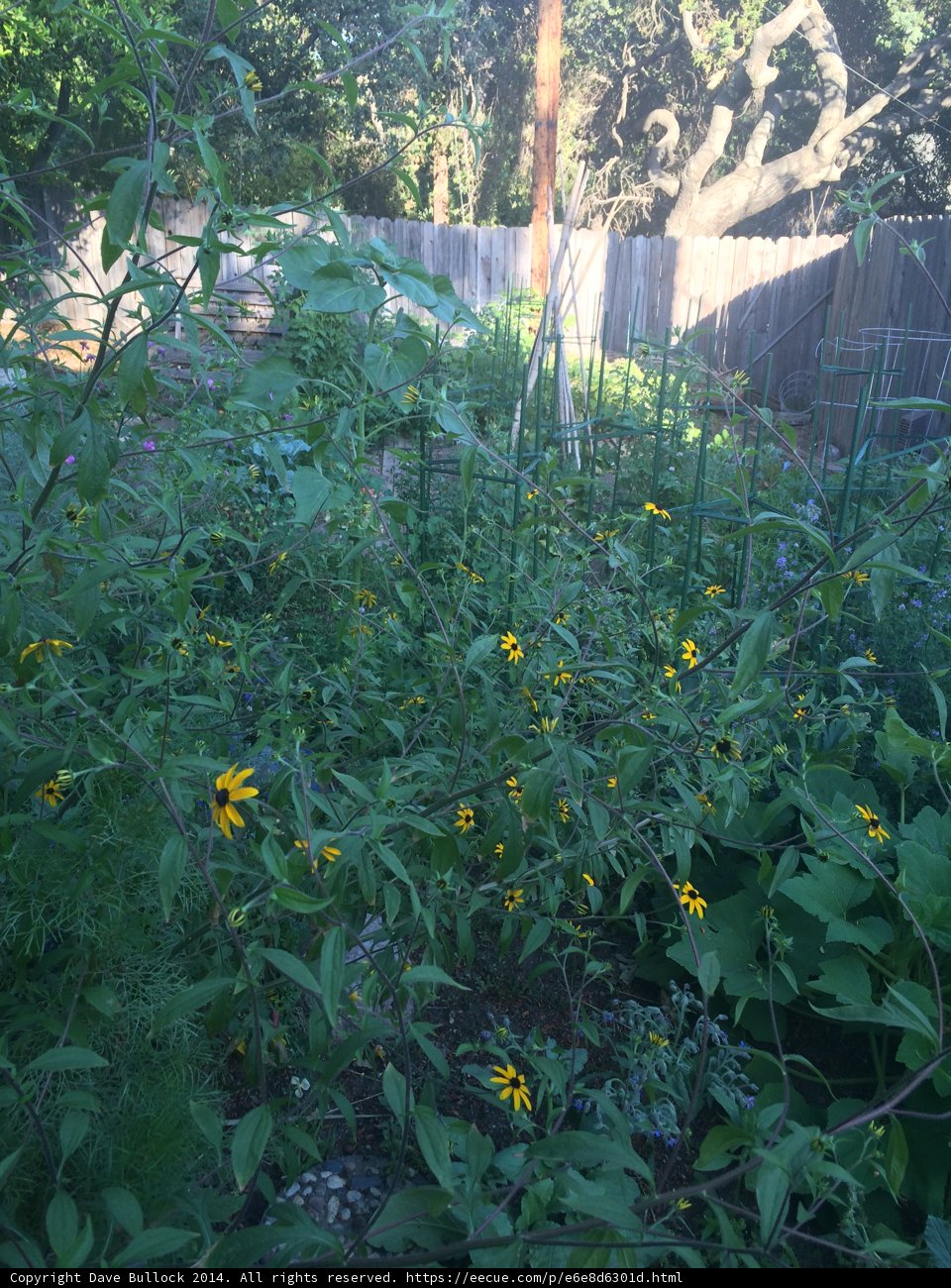 Vibrant Garden in Altadena