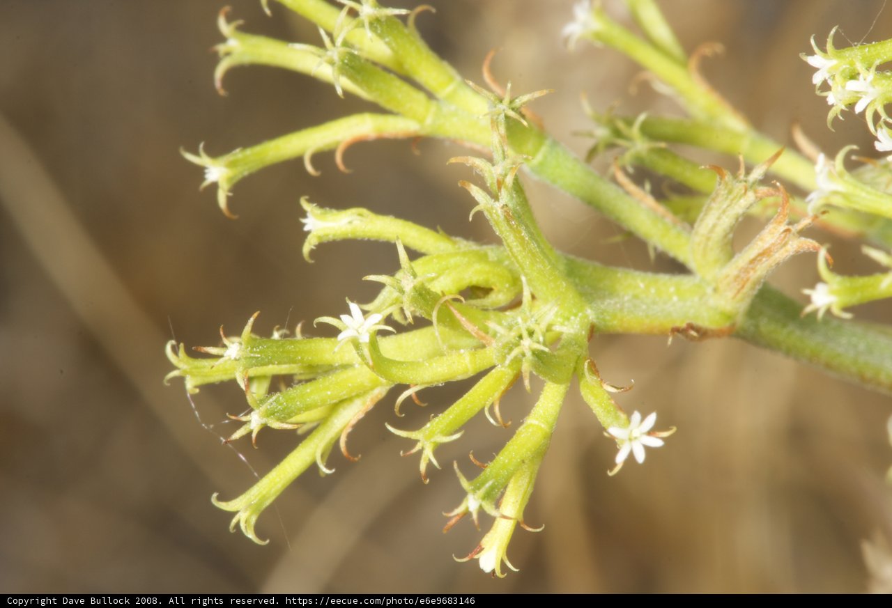 White Flowered Plant Close Up
