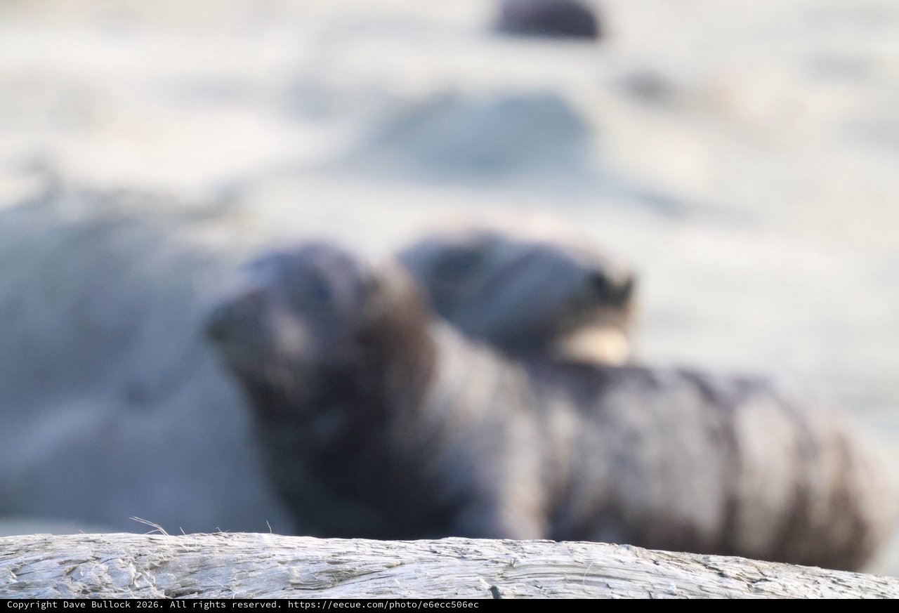 Elephant Seal Pup Resting at Drakes Beach